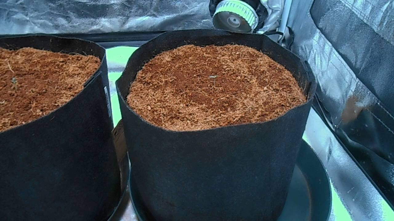 db003's - girl scout cookies auto -fast buds comp - coco - mars II 700 video update #1