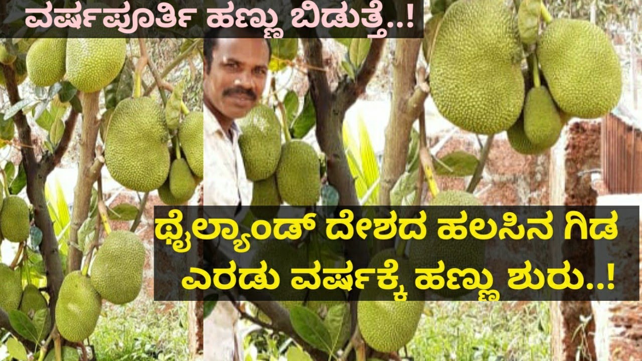 ಥೈಲ್ಯಾಂಡ್ ದೇಶದ ಹಲಸಿನ ಗಿಡ ಎರಡು ವರ್ಷಕ್ಕೆ ಹಣ್ಣು ಶುರುವಾಗಿ ವರ್ಷಪೂರ್ತಿ ಹಣ್ಣು ಬಿಡುತ್ತದೆ.!