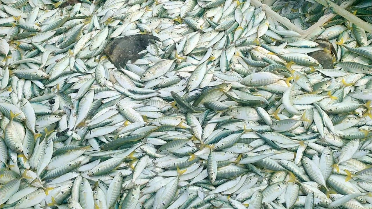 Video Lengkap Aktifitas Nelayan Tradisional ketika mencari ikan di Tengah Laut - Vlog Nelayan Story