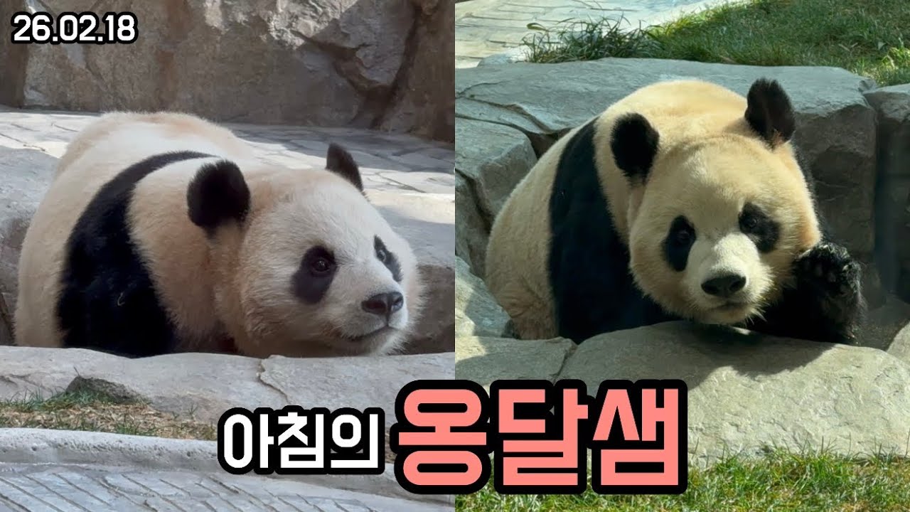 26.02.18 아침부터 옹달샘에 관심많은 루이후이🤔🥰