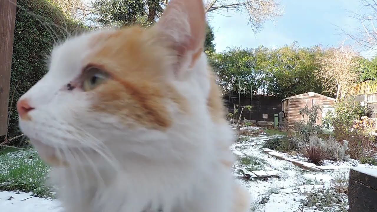 ASMR | Snow & Cats in the Garden | VLOG