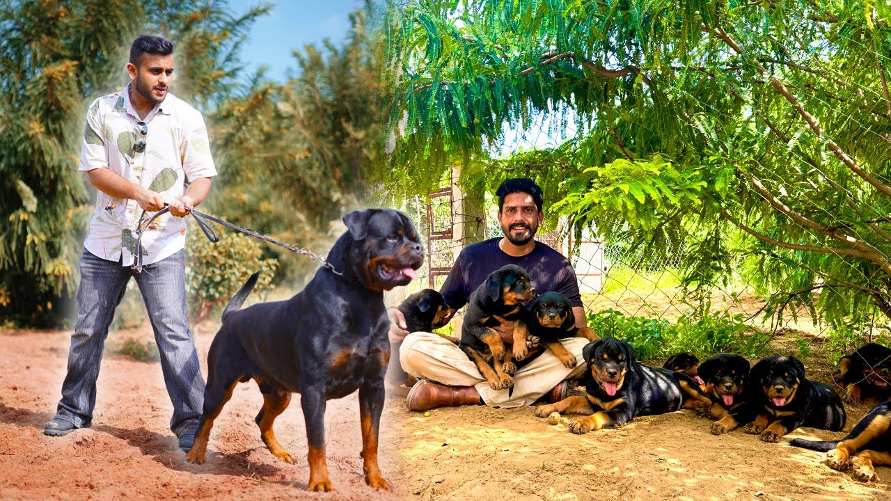 Rare Bloodline Rottweilers in Jaipur 🇮🇳 | Imported Rottweiler Beasts You’ve Never Seen Before🔥 