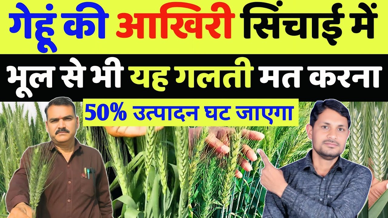 गेहूं की आखिरी सिंचाई में 3 जरूरी सावधानी नहीं तो उत्पादन आधा ही मिलेगा | gehu me aakhri pani kab de