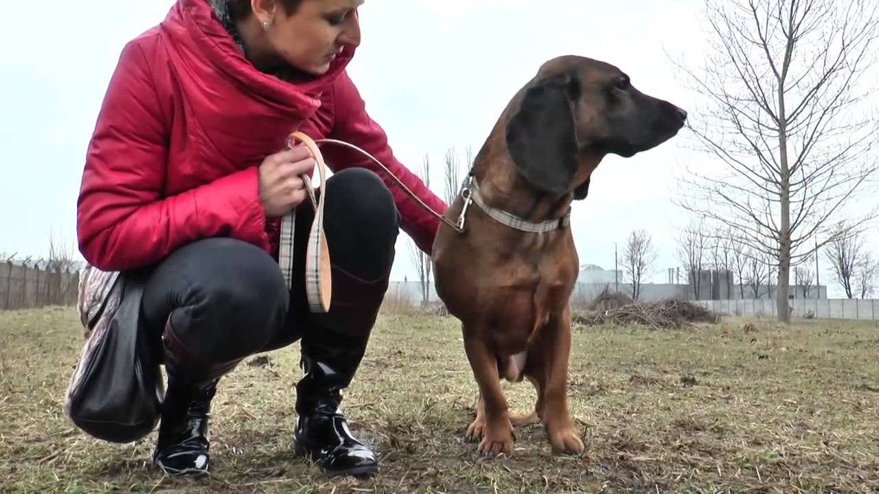 POGOTOWIE ADOPCYJNE POSOKOWCÓW  