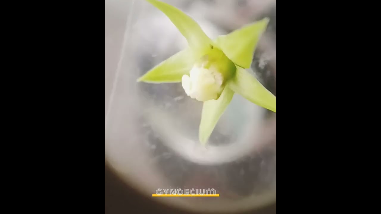 #botany #practical #family-apocynaceae (𝓒𝓪𝓼𝓬𝓪𝓫𝓮𝓵𝓪 𝓽𝓱𝓮𝓿𝓮𝓽𝓲𝓪)