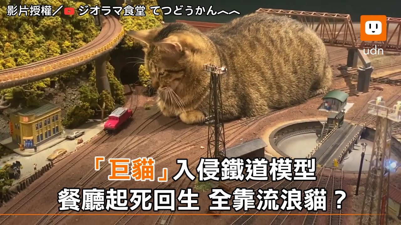 「巨貓」入侵鐵道模型 餐廳起死回生 全靠流浪貓？︱日本︱疫情｜暖心