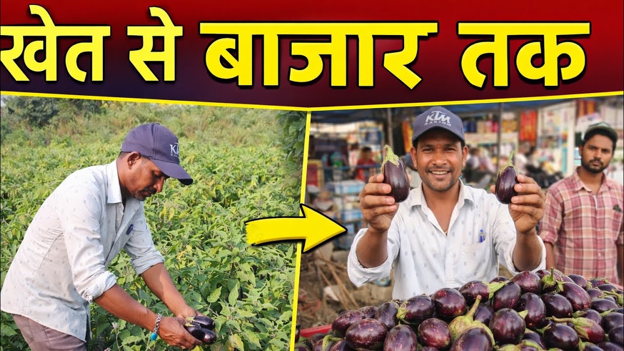 खेत से बाजार तक बैंगन का सफर | किसान की मेहनत | Began Farming Vlog | Daily Village Life!🙏