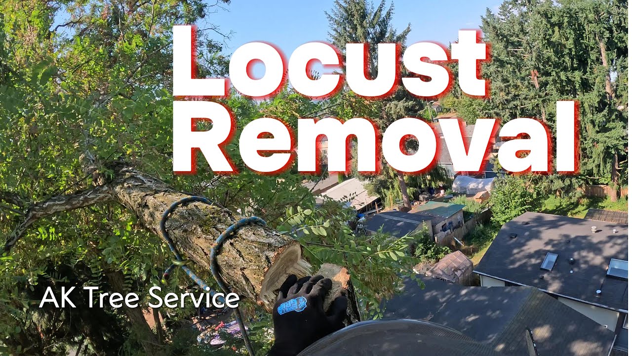 Thorny locust needs to go.