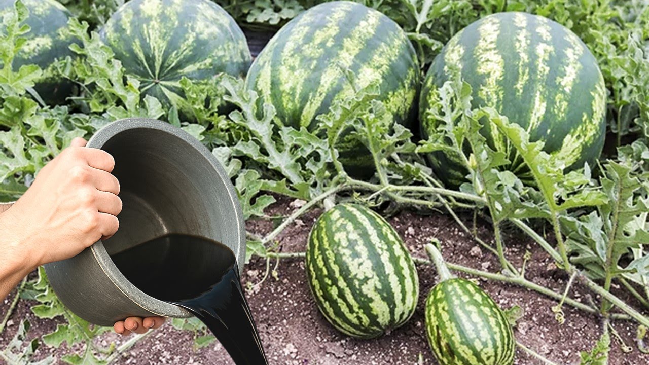 ESSE ADUBO FAZ SEU PÉ DE MELANCIA EXPLODIR EM FRUTOS!!