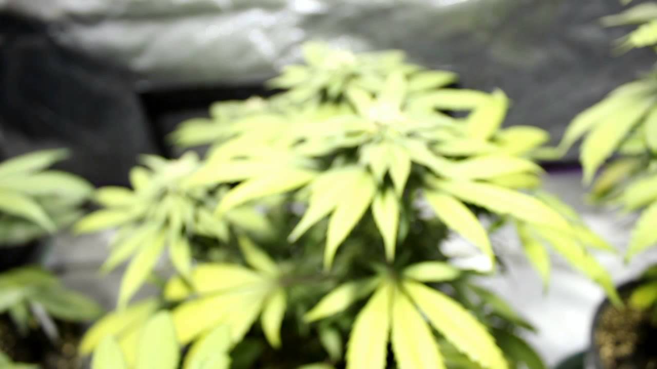 Grow Update Day 70 and Week 5 of Flowering 3X Crazy Purple Cadillac Ect S1E11
