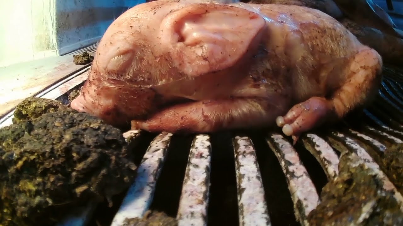 PETA Asia expone la horrorosa crueldad hacia los cerdos en Nippon Ham en Jap&oacute;n