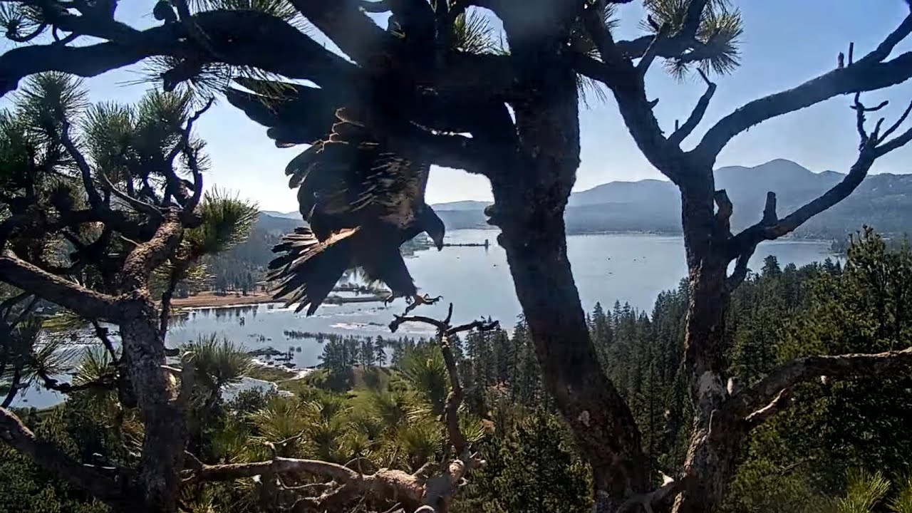 GIZMO slips and FLEDGES 💕🥲💕 Big Bear Eagles / 08:27 / 2025-06-07