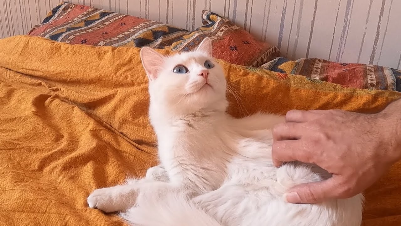 How I Wake Up My Deaf Cat