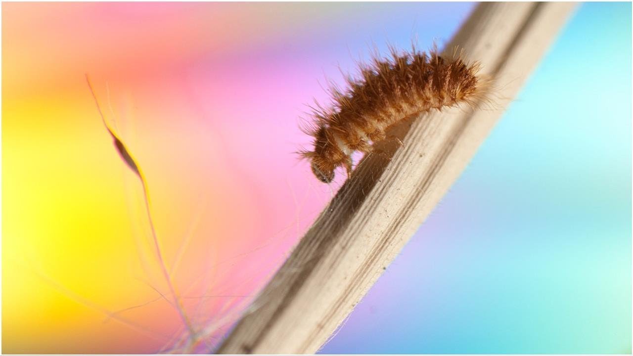 What Are Carpet Beetles, and Can They Hurt You? | Tita TV
