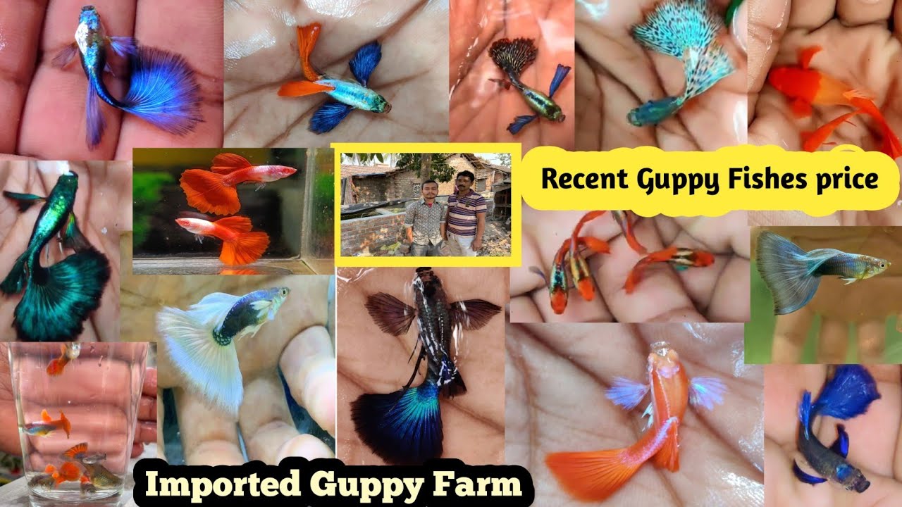 Recent Price गप्पी मछलियां / Guppy मछली | Guppy Fish ka Farm