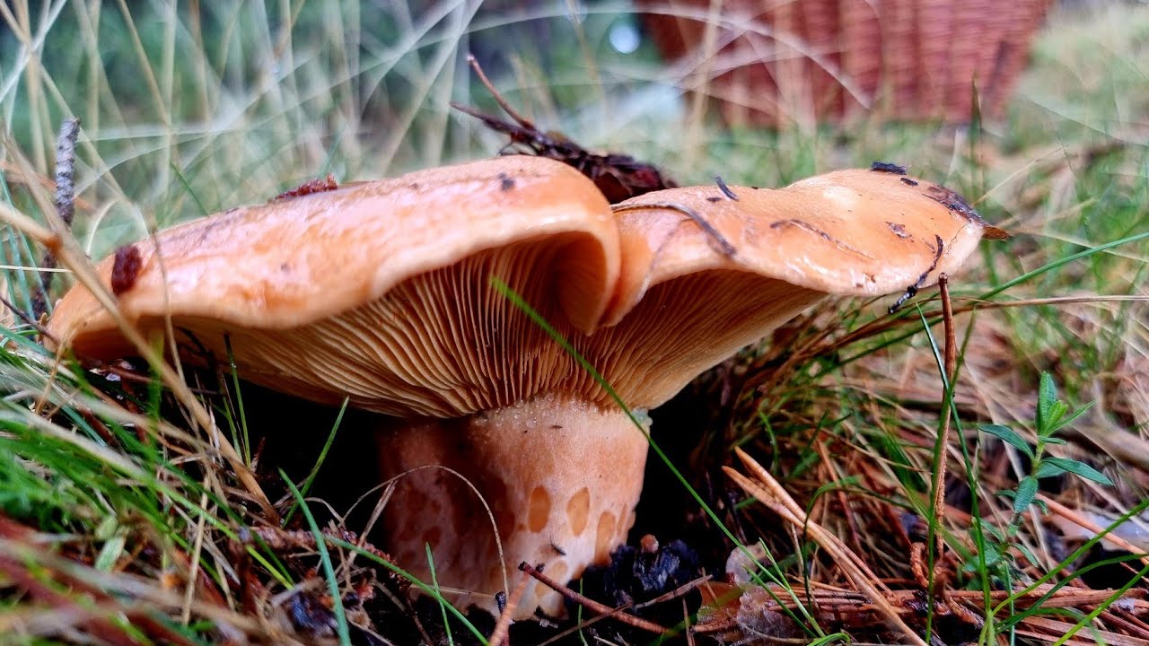 NISCALOS XXL Y BOLETUS INUNDANDO LA CESTA 🍄. ¡ESPECTACULAR BROTE DE SETAS 2024!