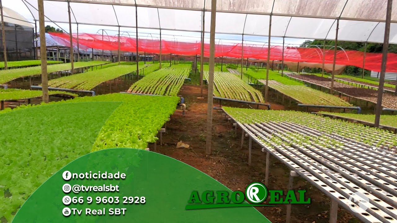 Conheça um dos maiores produtores de hortaliças do estado que apostou na verticalização da produção.
