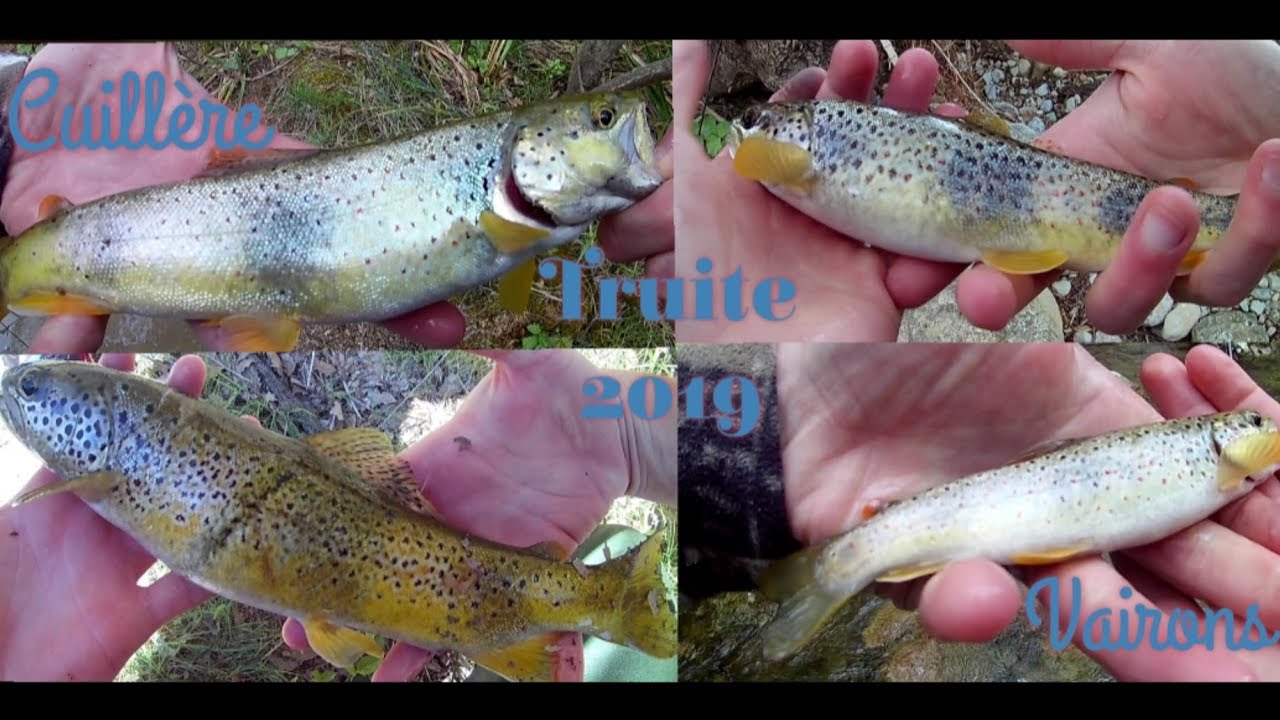 Les BELLES TRUITES du Sud de la France🔹TRUITES de l'H&Eacute;RAULT 🐟