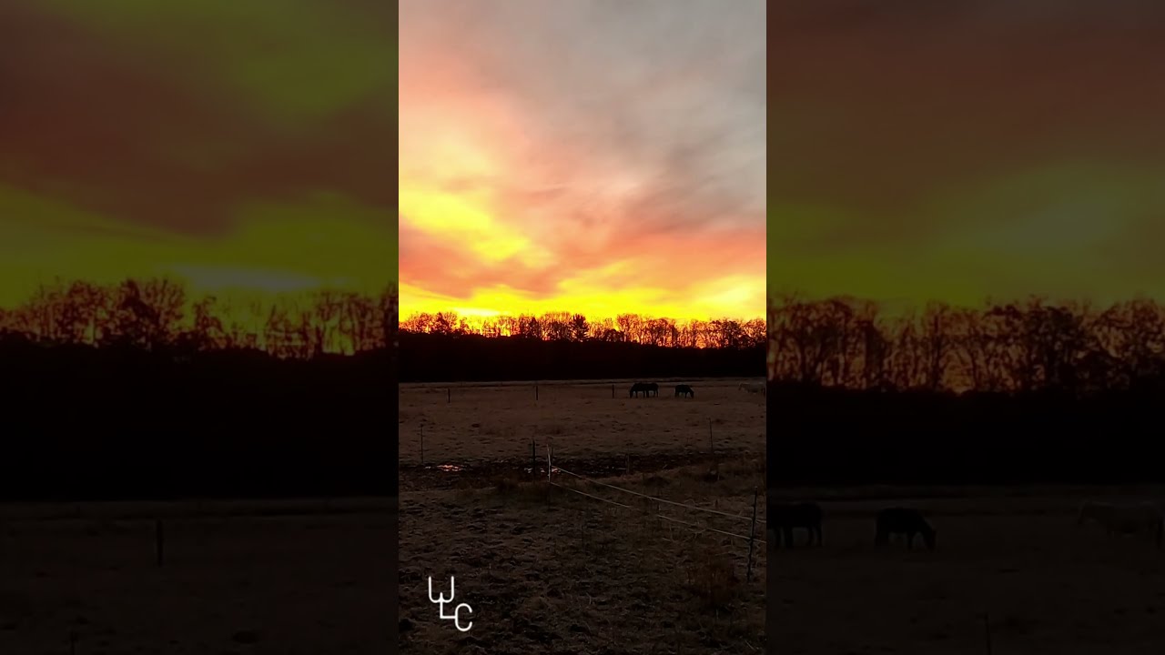 Grazing In Time-lapse: See Animals Munch On Grass In Super Speed!  #extendingthegrazingseason