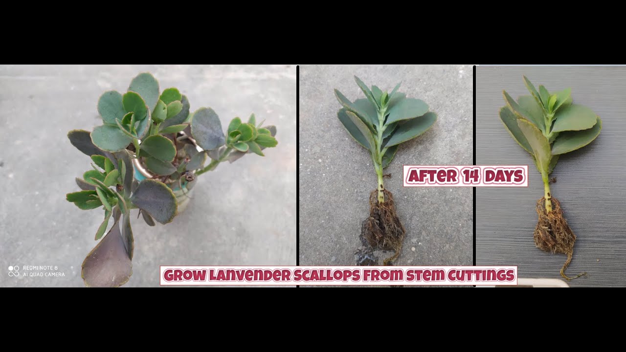 how to grow Lavender Scallops plants from stem cuttings | Kalanchoe fedtschenkoi propagation