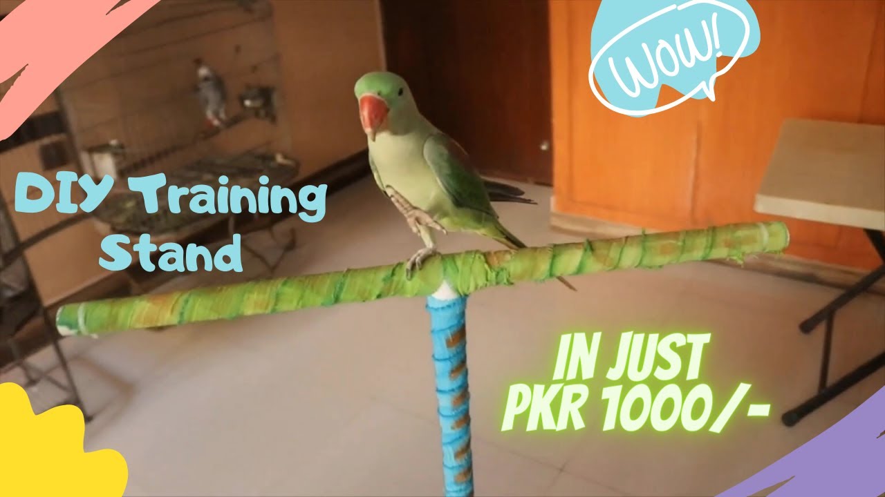 DIY Parrot Training Stand || Affordable and Convenient