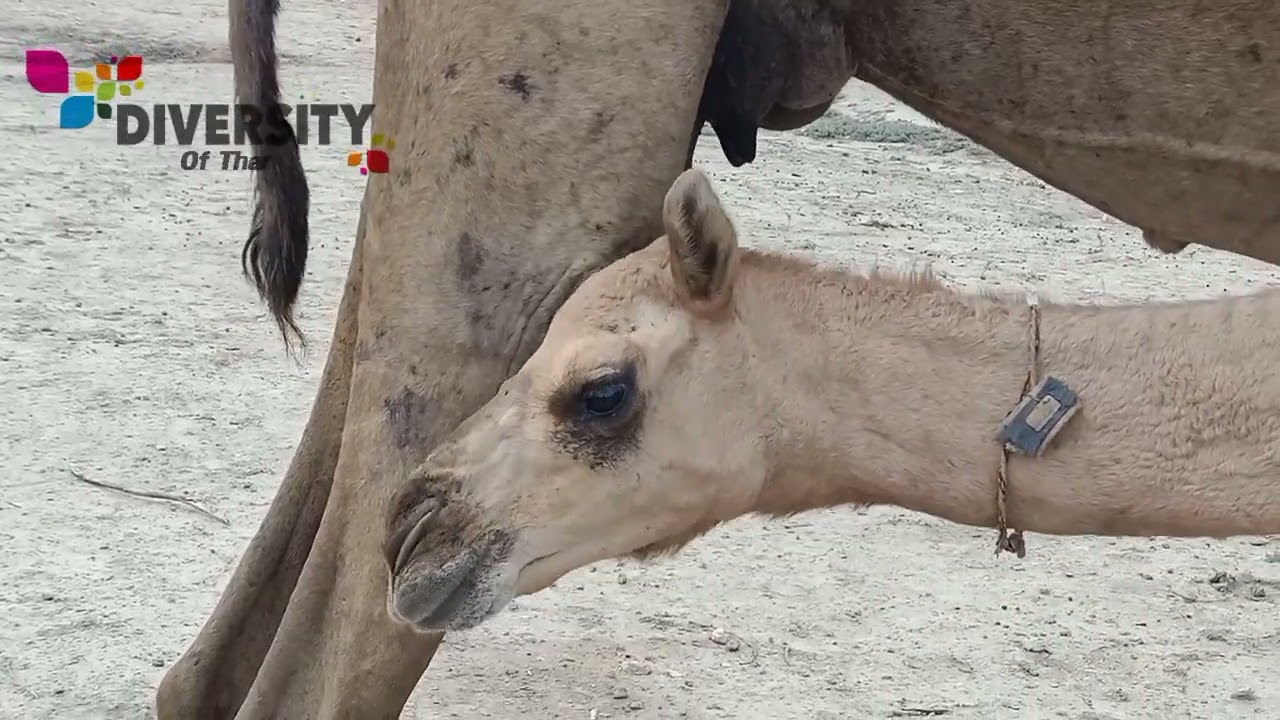 Camel calf feeding || Camel calf of thar || Tharparkar camel voice