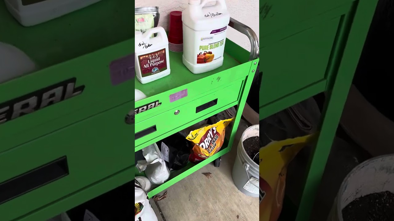 Royal Queen Seeds Mimosa, OG Kush & Royal Creamatic update week 6 4/07/25