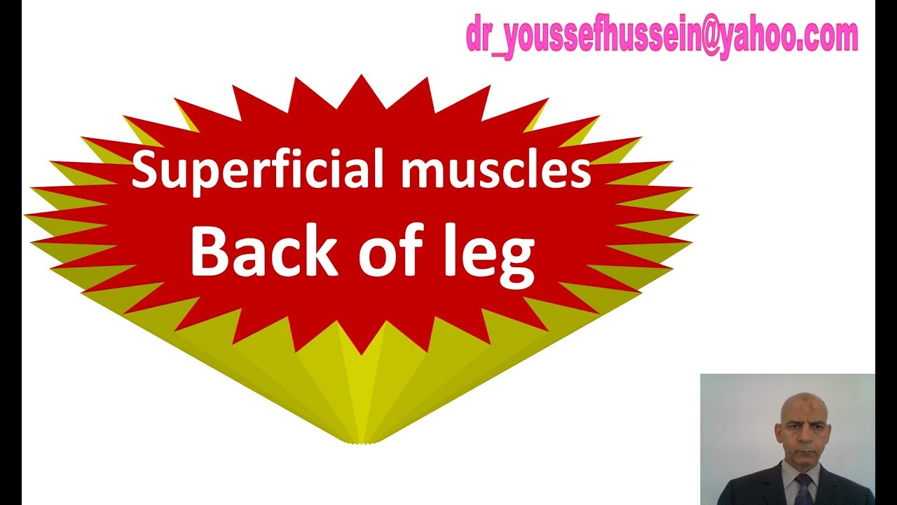 21. Superficial muscles of back of leg | Soleus | Gastrocnemius | Peripheral heart | Triceps surae