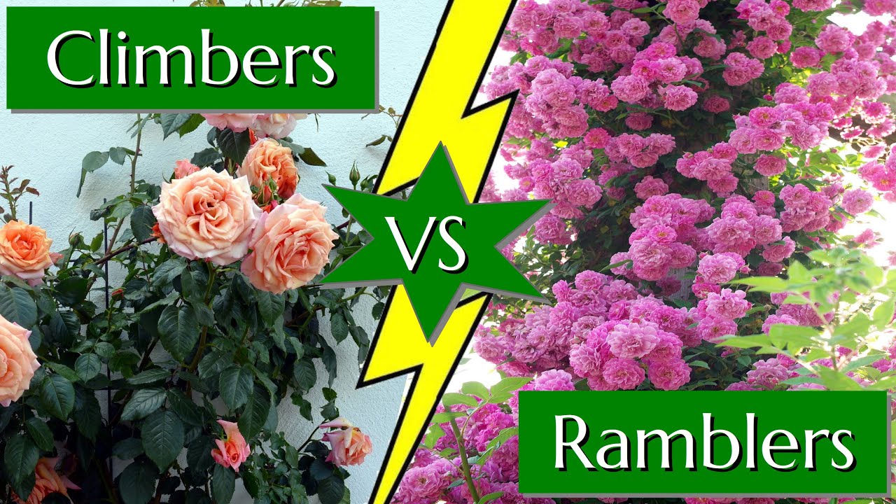 Difference Between Climbing and Rambling Roses