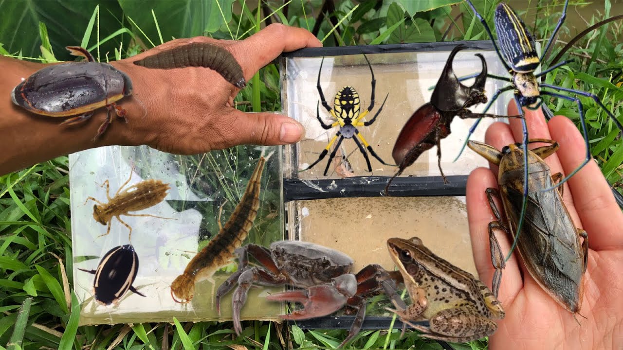 Found the giant water bug king trapped‼️water beetles, water larvae, crabs, snails, frogs, spiders