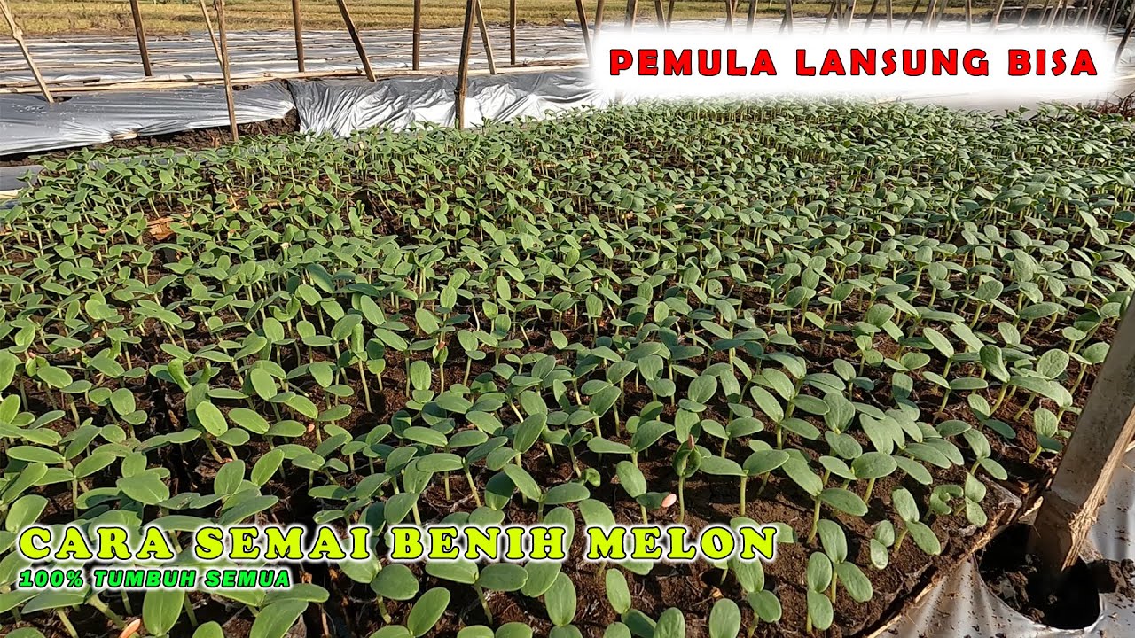 CARA SEMAI BENIH MELON DARI BIJI