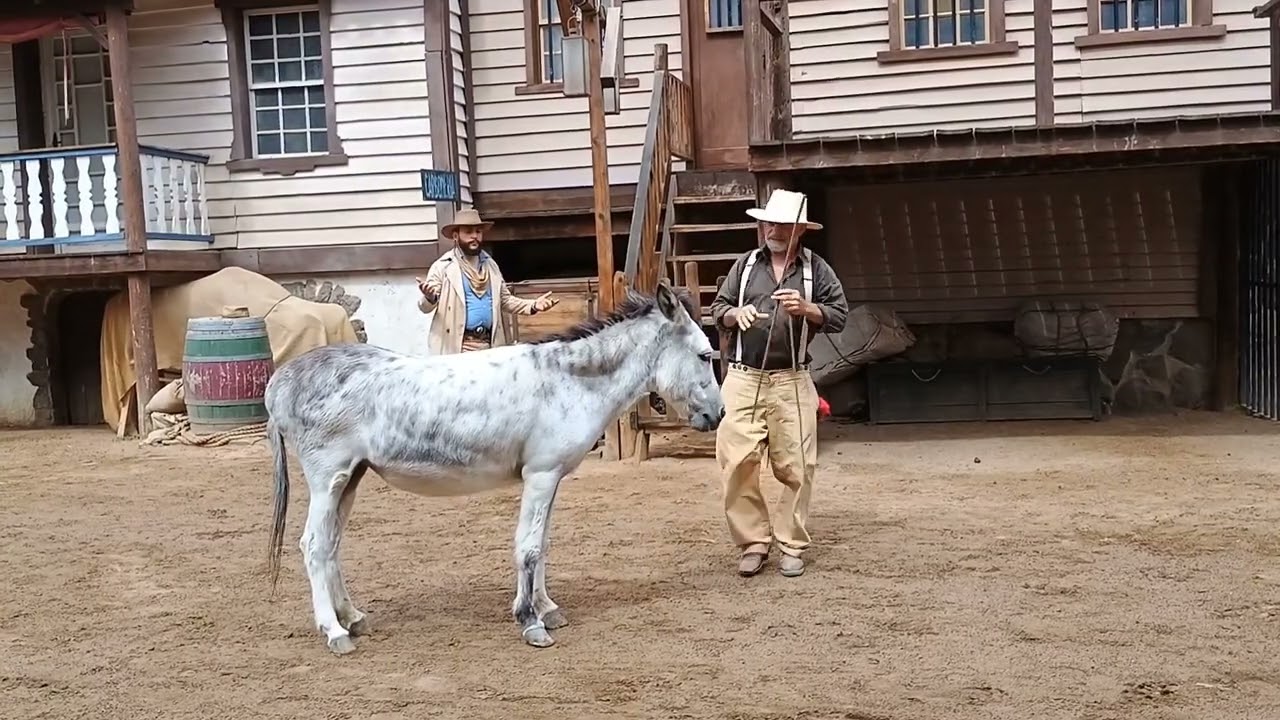 Star of the Show: The Amazing Performing Donkey