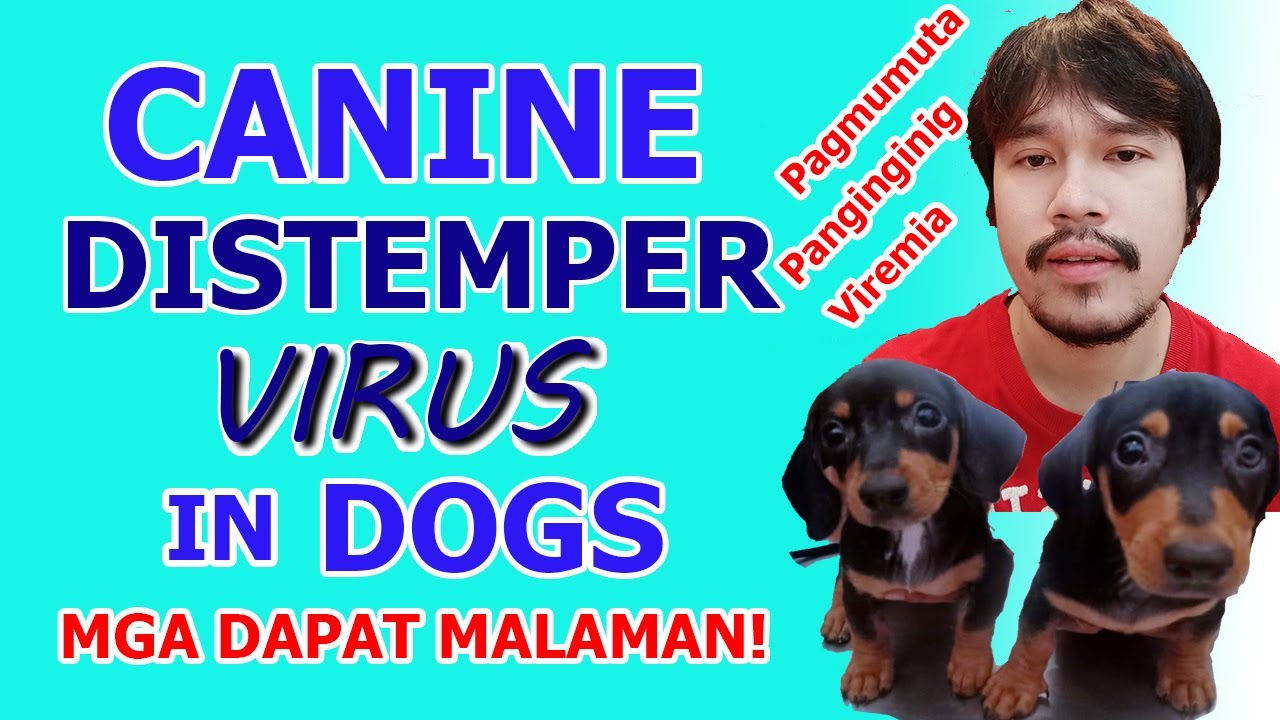 Canine Distemper Virus in Dogs | Mga Dapat Malaman! | Master Vet - Official
