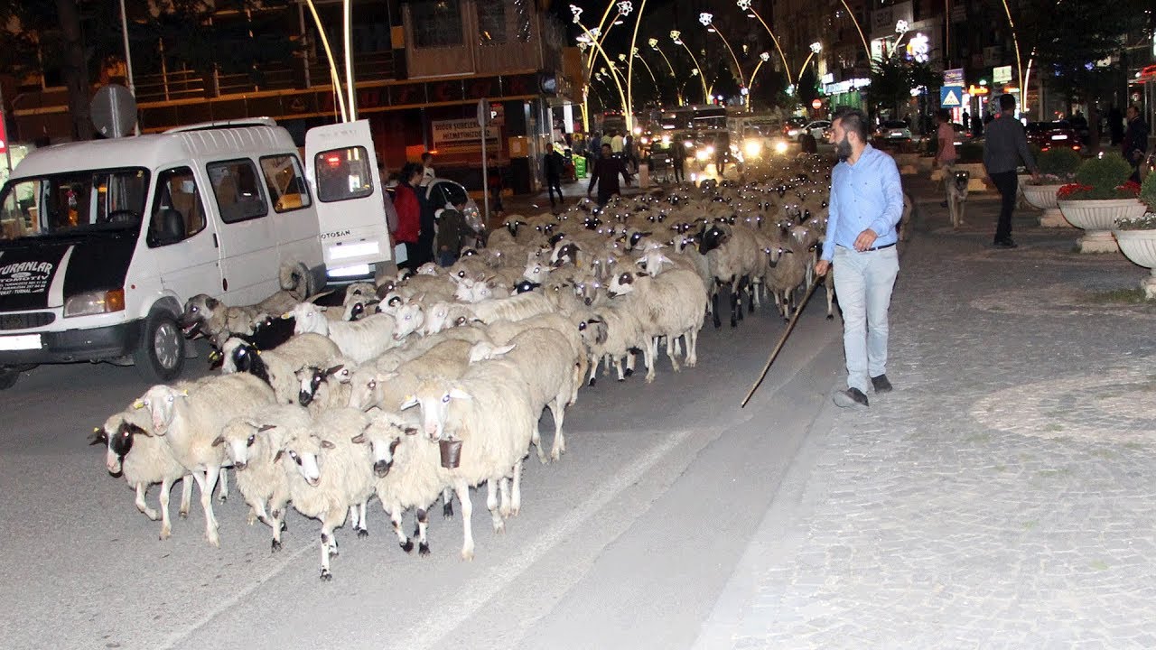 Görenler büyük şaşkınlık yaşadı