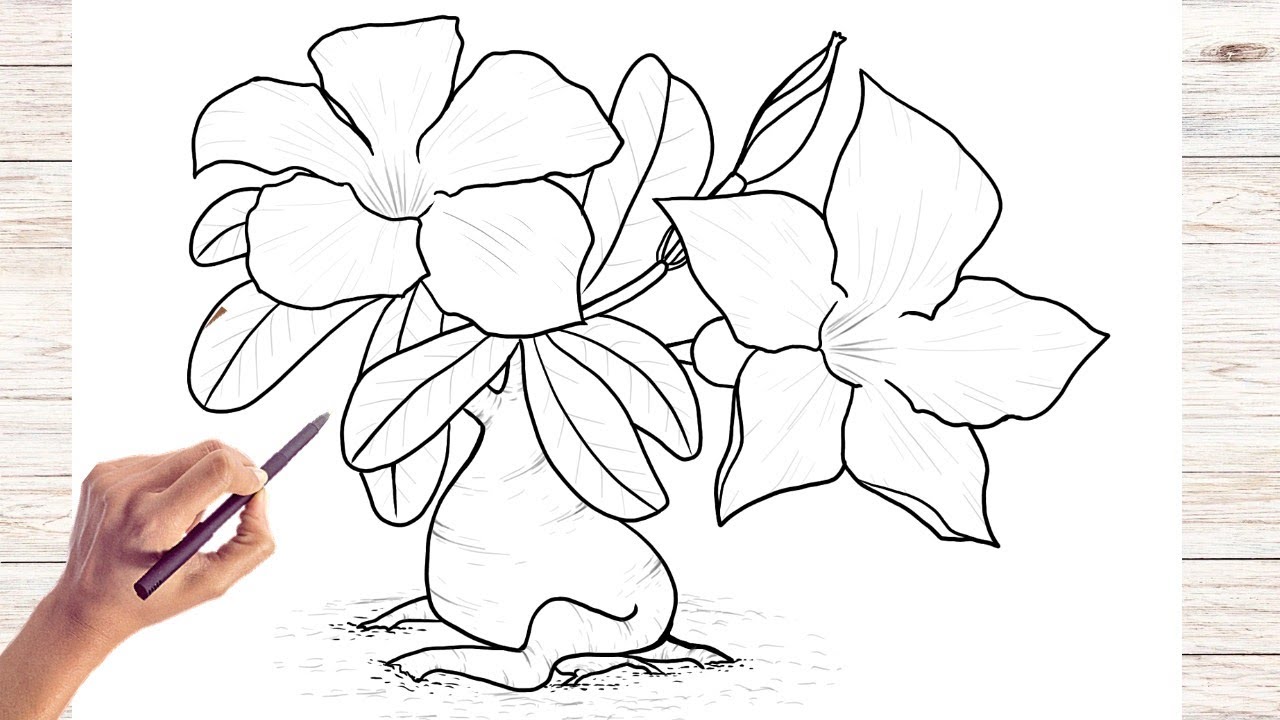 Flores do Deserto desenho Como Desenhar passo a passo