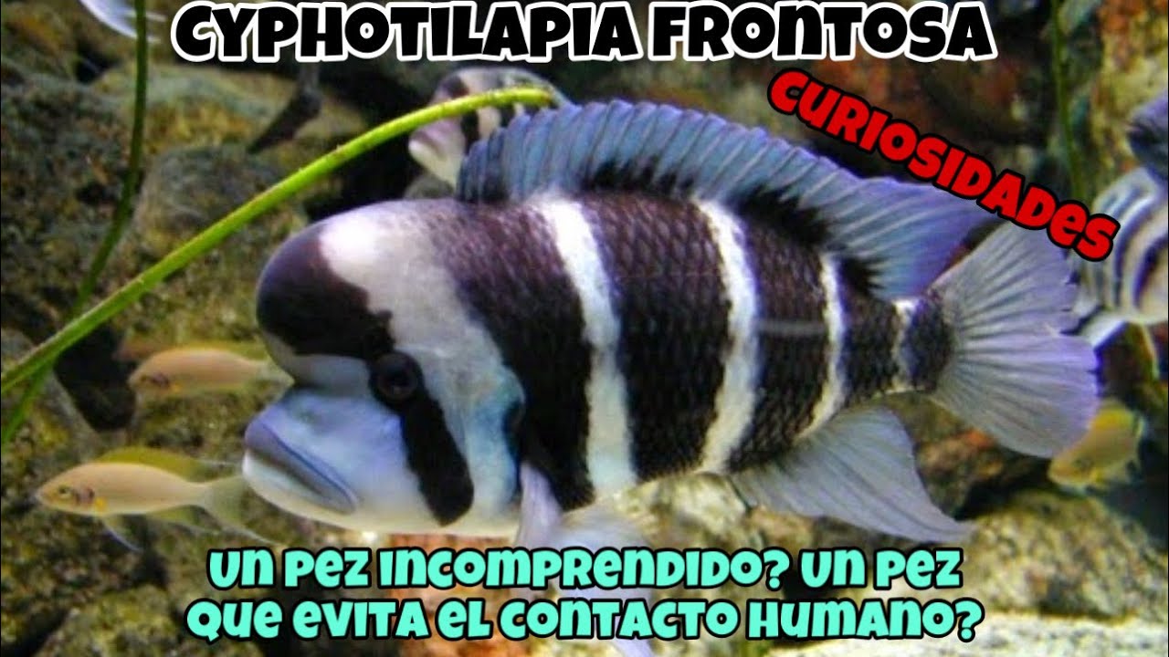 CYPHOTILAPIA FRONTOSA, un pez TIMIDO, un pez que quizás NO le agrade la presencia HUMANA.