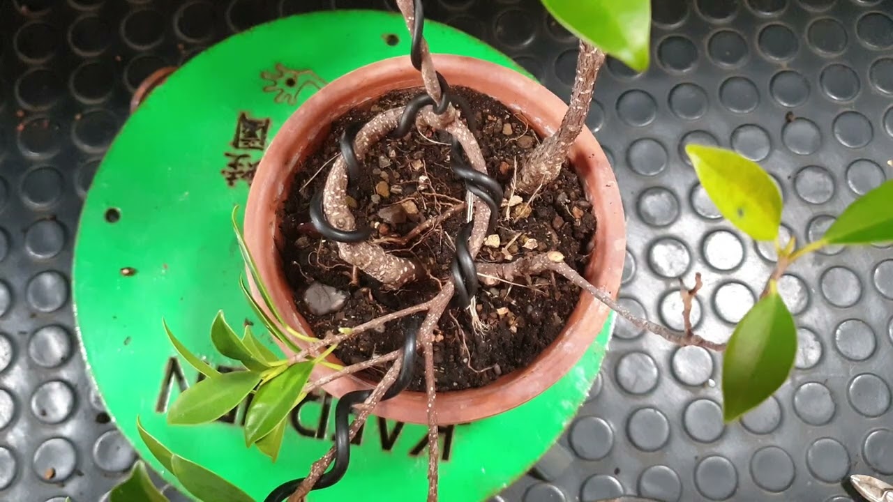 De plantón a bonsai | Primeros pasos | Doblado y forma