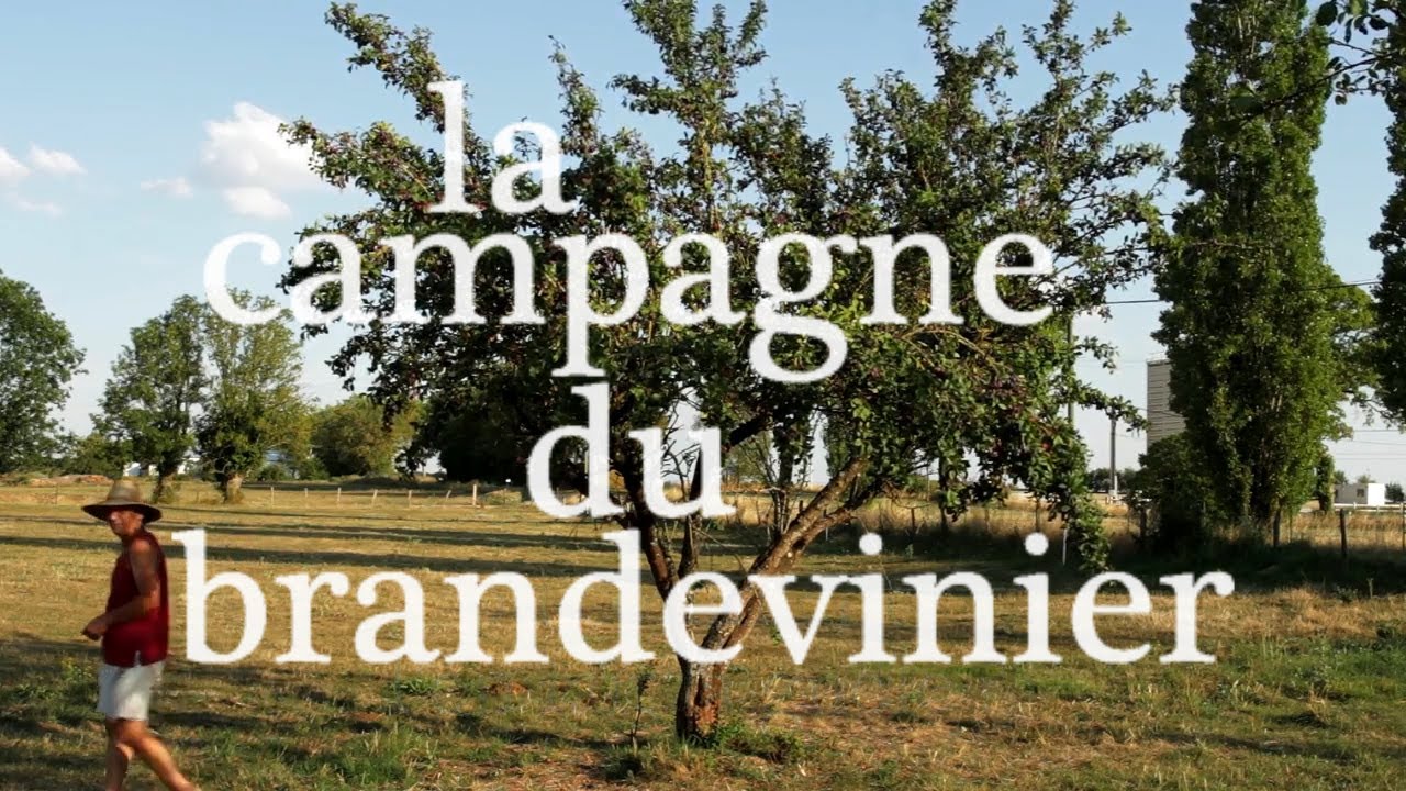 La campagne du Brandevinier, ou comment on fait la gn&ocirc;le.