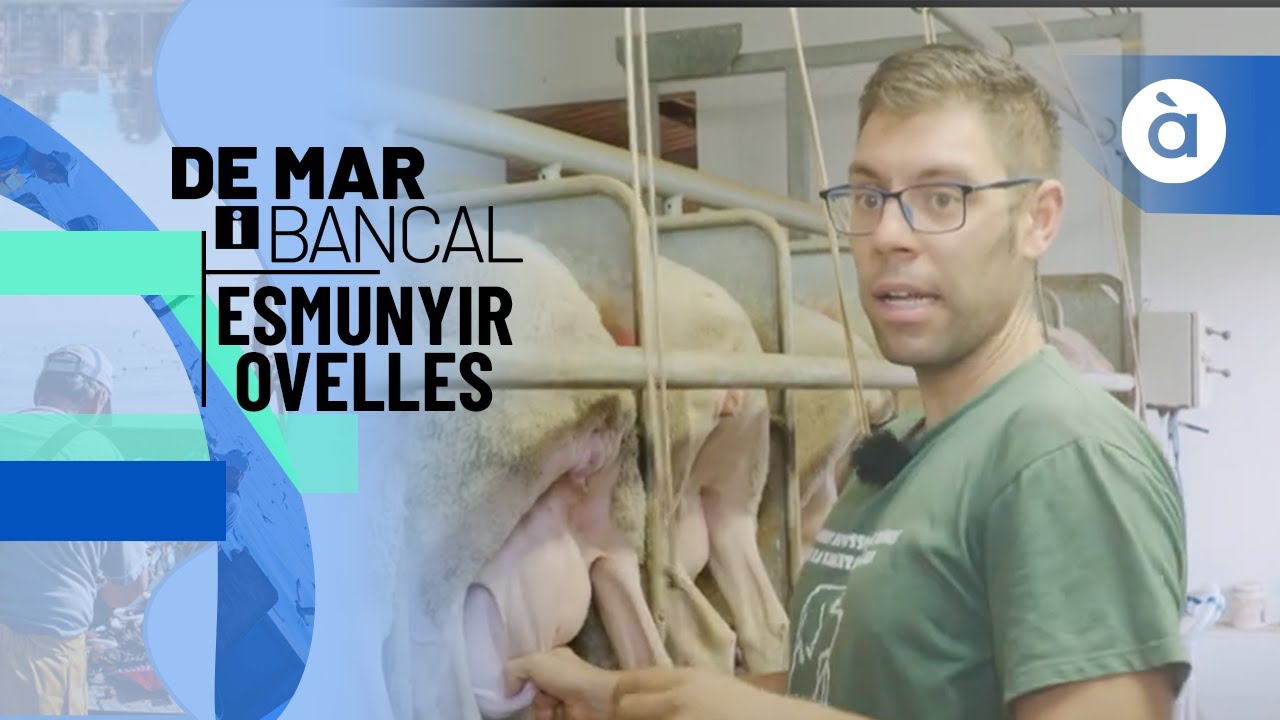 Esmunyir ovelles a Xert - De mar i de bancal