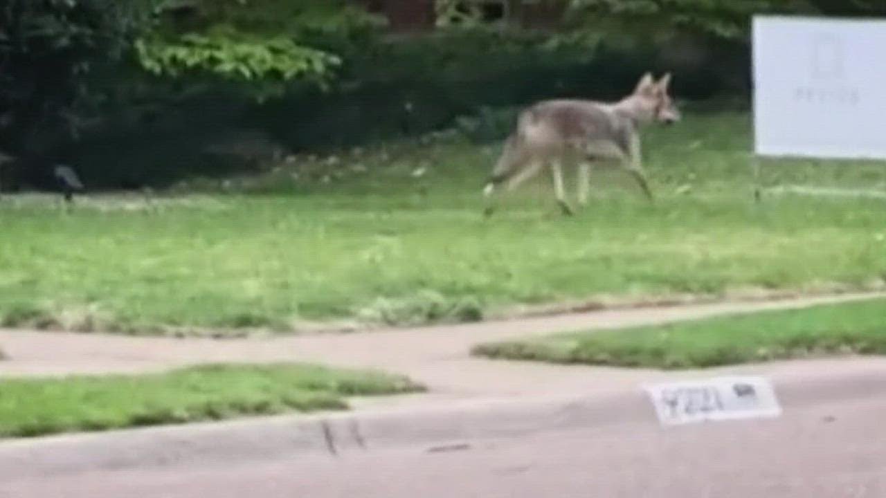 Dallas preparing for rise in Coyote sightings