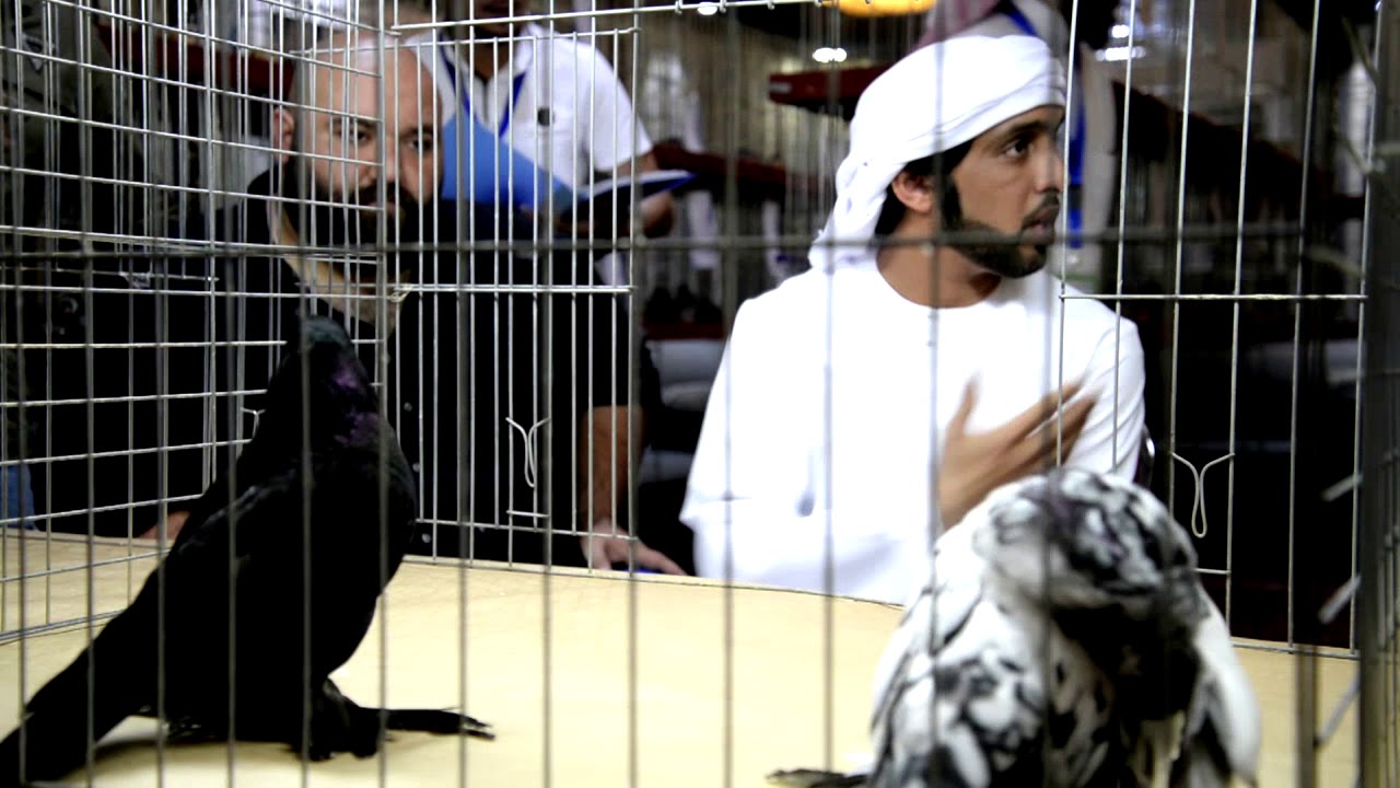 تحكيم على بطل المعرض الإنتاج مع الحكم راشد البواردي