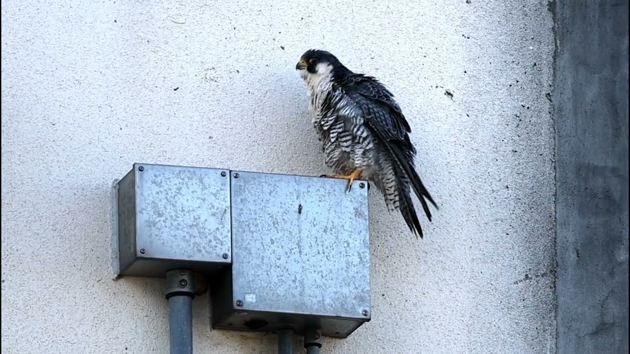 羽繕い💕