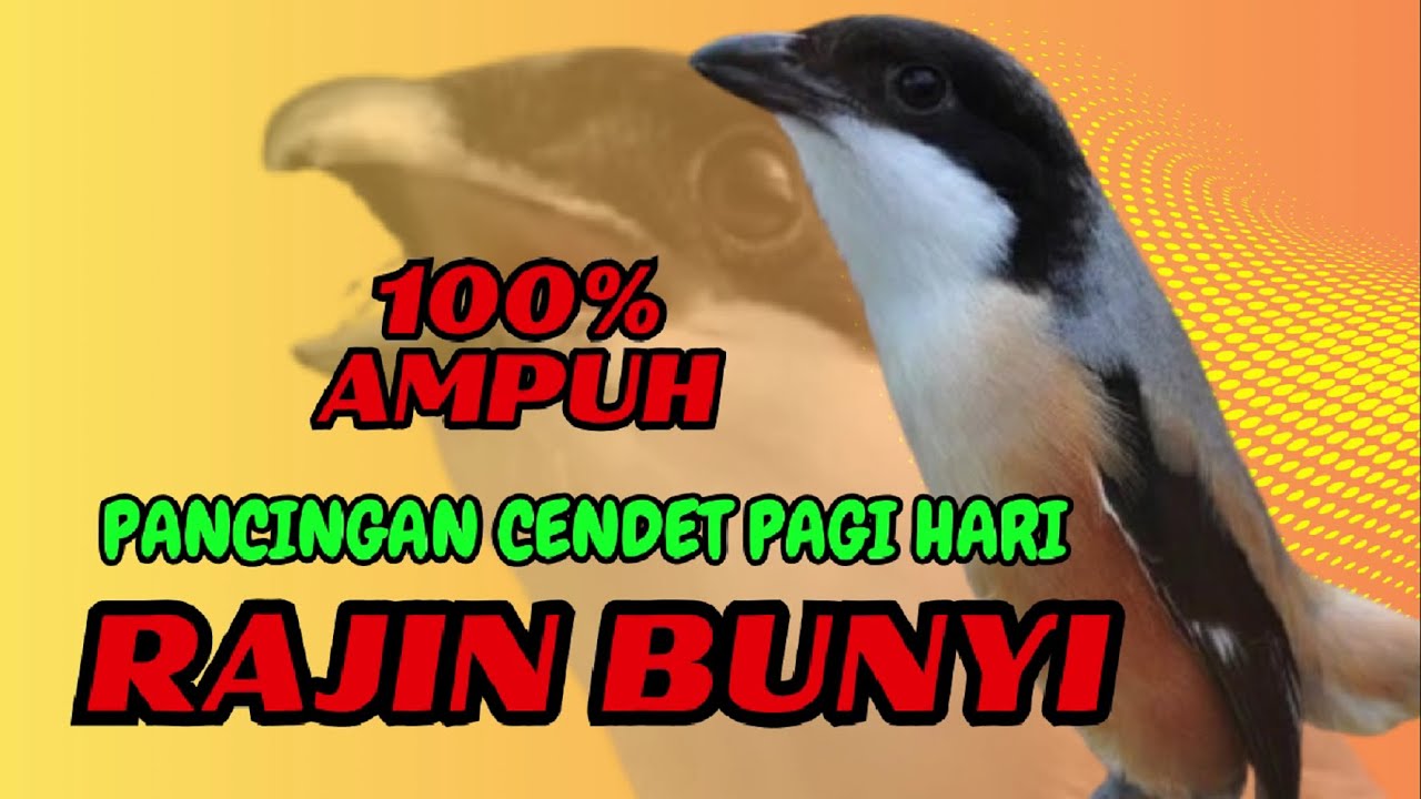 PANCINGAN CENDET PAGI HARI❗ CENDET DIAM PASTI NYAUT DENGAR SUARA BEGINI❗❗