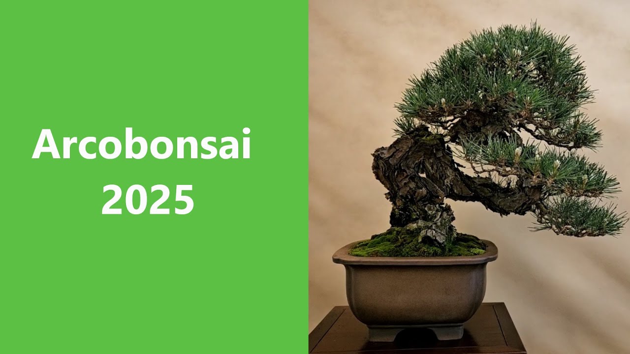 Mostra Arcobonsai 2025.