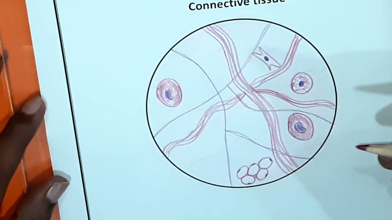 Drawing Connective Tissue Histology | Diagram, Structure & Functions Explained