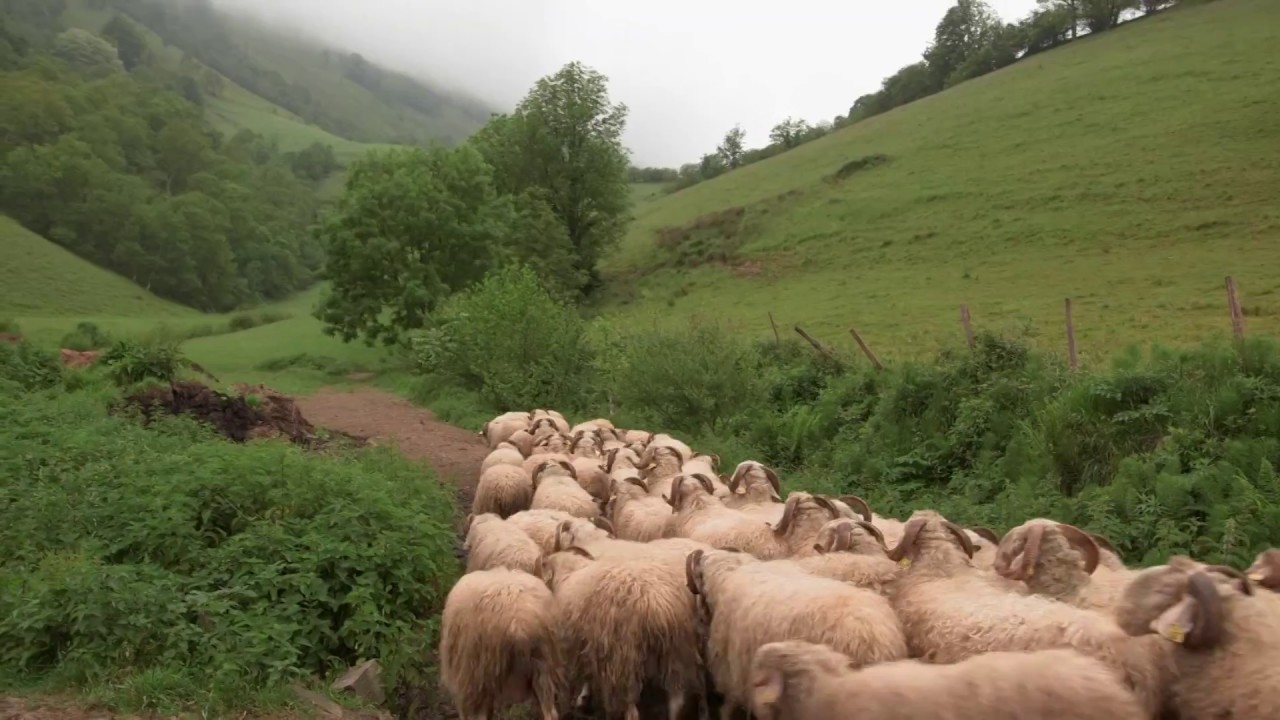 Traditional Shepherd’s cheeses of the Pyrenees, Cheese Slices Preview Season 8