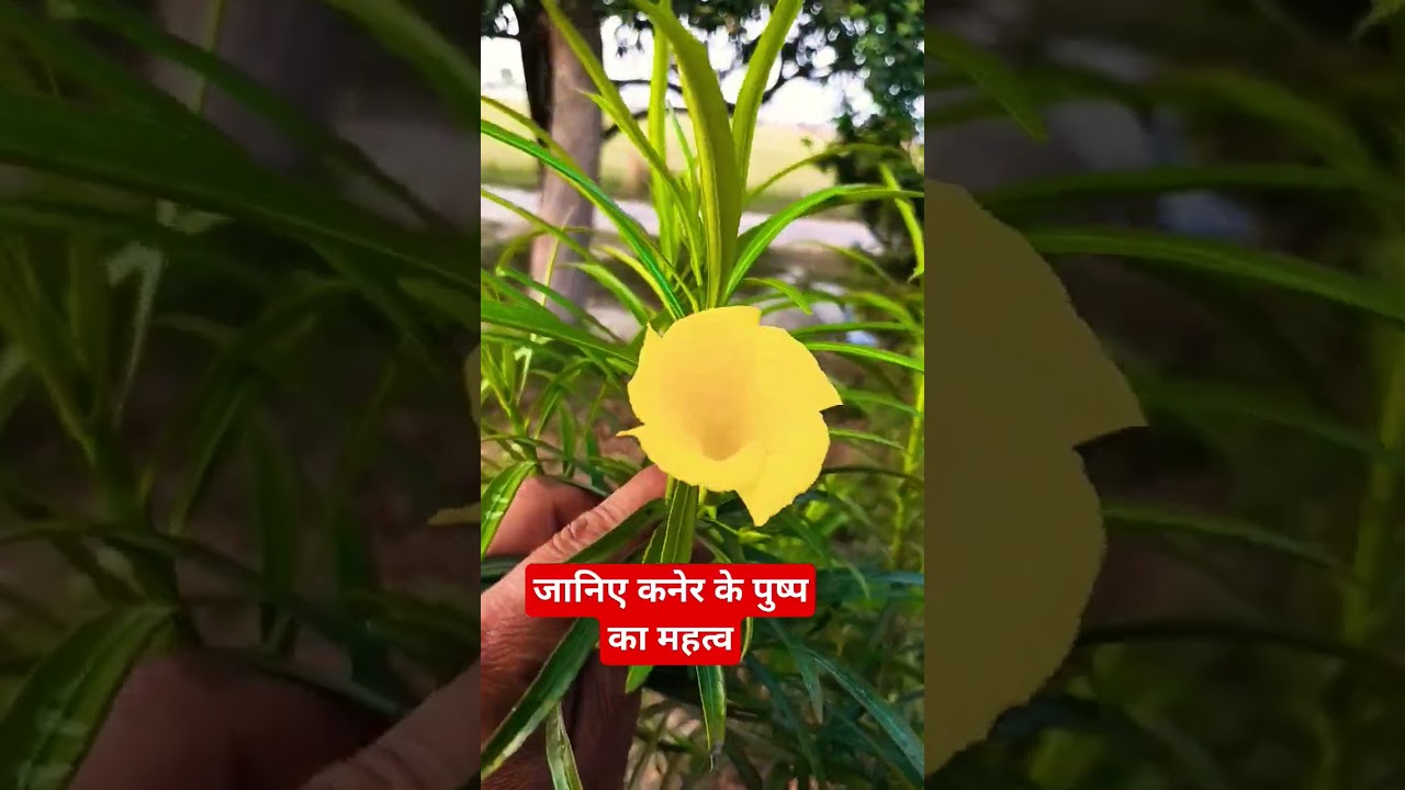 #shorts #viral #pooja #bhakti #sanatan #plant #mahadev