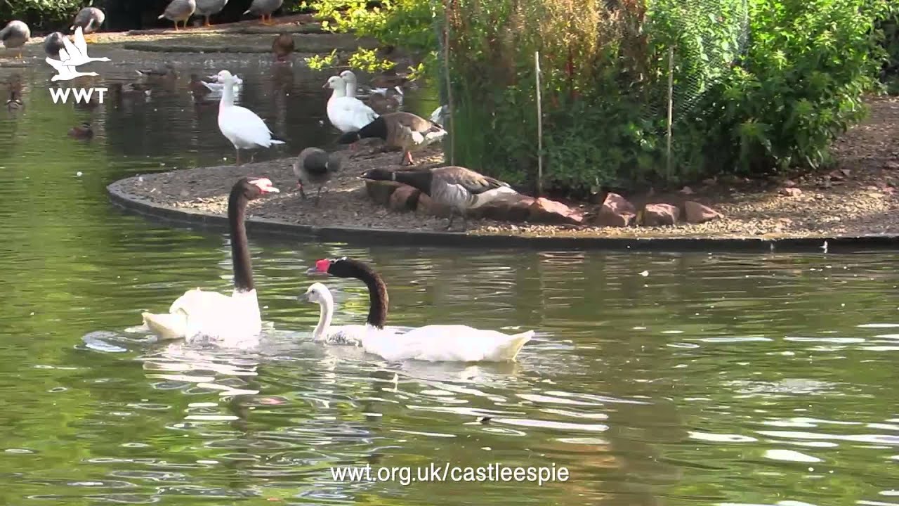 WWT Castle Espie - Black-necked Swan family