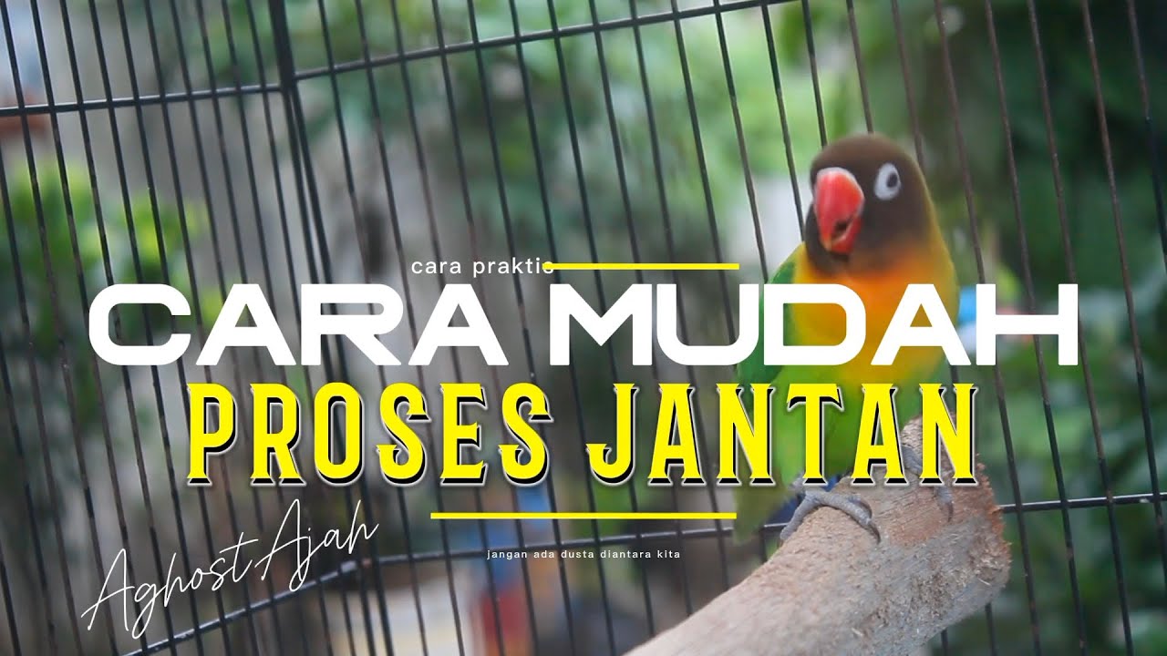 CARA MUDAH PROSES LOVEBIRD JANTAN‼️