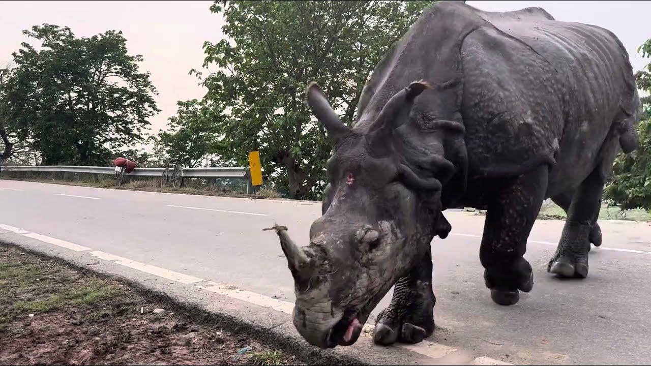 Giant rhino crossing the road #rhino 